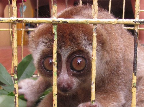 Slow Loris and Clouded Leopard Handed Over to Wildlife Authority in North Sumatra (November 17, 2016)  